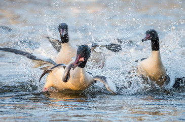 animal, background, beautiful, Beauty, bird, blue, common, europe, Female, fish, goosander, male, merganser, mergus, natural, nature, outdoor, water, white, wild, wildlife, Winter