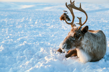 Herd of reindeer in winter weather, pasture reindeer