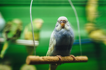 The wavy blue parrot sits on a perch in a cage on background other parrots. Funny birds in captivity.