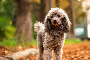 Beautiful poodle in the colorful autumn. Dog in gold park.