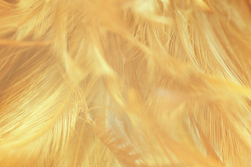 Beautiful bright vibrant yellow  feather texture background 