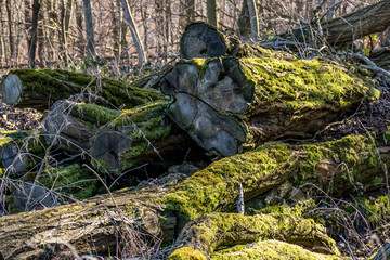 Alte abgelagerte Baumstämme