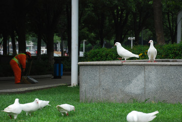 white doves in the park