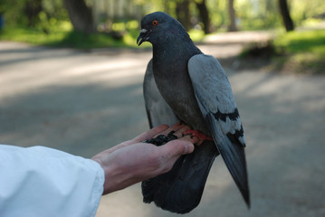 feeding doves pigeons from the hand