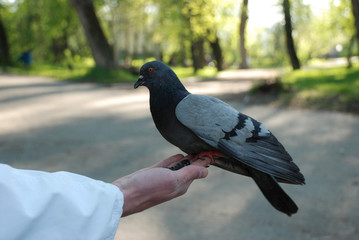 feeding doves pigeons from the hand