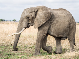 Fototapeta na wymiar Big male elephant with canines walks on the savanna in Mikumi national park in Tanzania, East Africa. Landscape / horizontal orientation