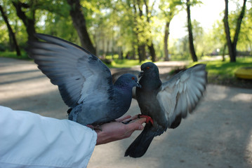feeding doves pigeons from the hand
