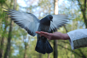 feeding doves pigeons from the hand