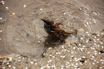 the sparrow taking spring bath in the water, standing on the sand bottom, surrounded by white sakura petals