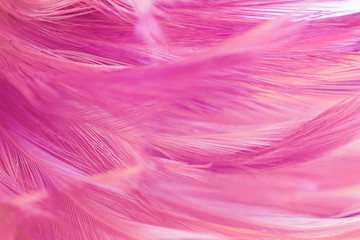 Fototapeta premium Beautiful pink magenta feather pattern texture background