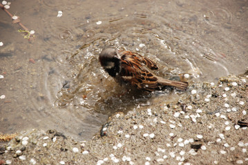 the sparrow taking spring bath in the water, standing on the sand bottom, surrounded by white sakura petals