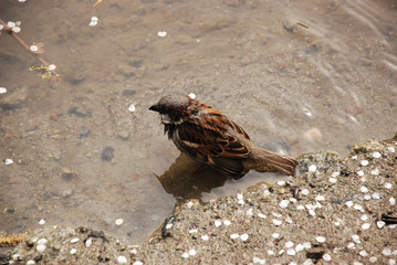 the sparrow taking spring bath in the water, standing on the sand bottom, surrounded by white sakura petals