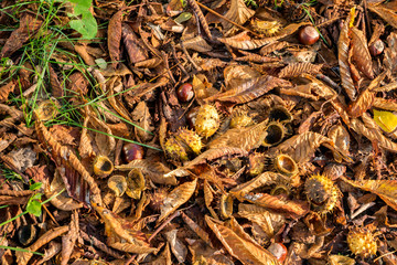 chestnuts on yellow leaves