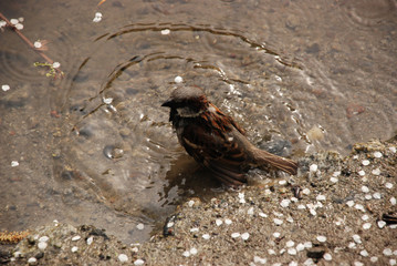the sparrow taking spring bath in the water, standing on the sand bottom, surrounded by white sakura petals