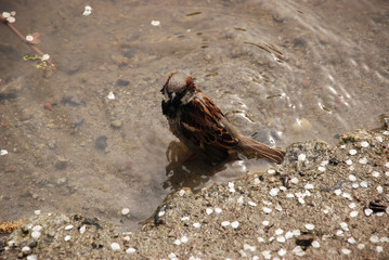 the sparrow taking spring bath in the water, standing on the sand bottom, surrounded by white sakura petals