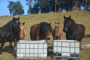 caballos pastando