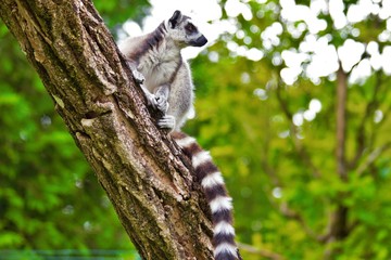 Lemures in zoo in augsburg