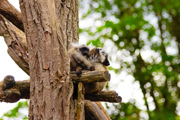 Macaque sitting on branch in zoo in augsburg
