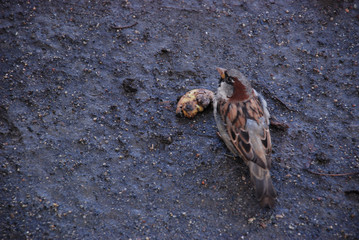The sparrow on the wet ground eats rotten fruit in the autumn surrounded by seeds