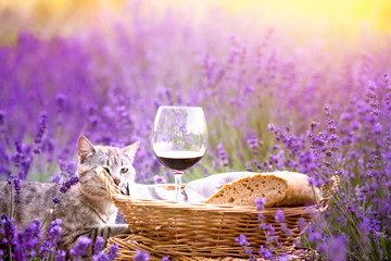Wild cat is sitting in lavender field. Harvesting of lavender. Fresh bread, vine and aromatic...