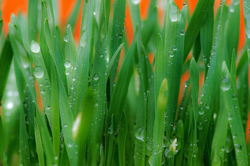 Fototapeta na wymiar Drops of water in the grass in the springtime