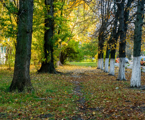 beauty of the autumn forest