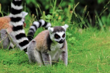 Lemures in zoo in augsburg
