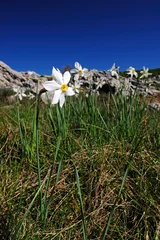 Küchenrückwand glas motiv Weiße Narzisse (Narcissus poeticus) - poet's daffodil © bennytrapp