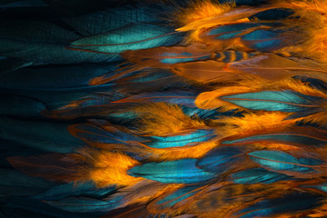 Colorful close up photo of chicken feathers. Shimmer colors of wing. 