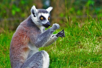 Lemures in zoo in augsburg