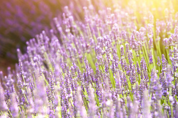 Fototapeta na wymiar The lavender bushes closeup. Summer flowers on evening light. Aromatic herbs closeup. Blooming lavender at Provence region of france.