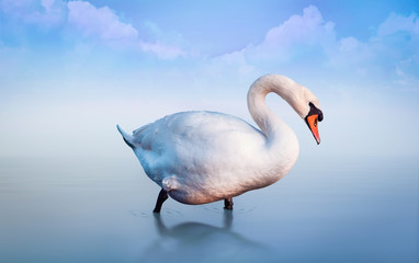 White swan in the lake at the morning fog. Romantic background.