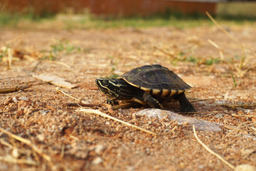  The turtle walked on the dry ground.  