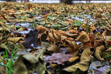 autumn leaves on the ground