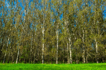 aspen wood at edge of field