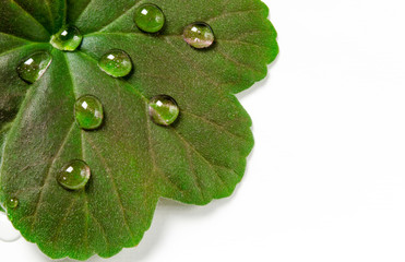 Large beautiful drops of transparent rain water on a green leaf macro. Drops of dew in the morning glow in the sun. Beautiful leaf texture in nature