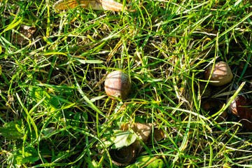 acorns in the grass