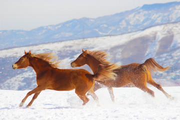 two young purebred arab horses run in the snow against the backdrop of the mountains
