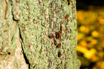 firebugs on a tree