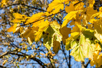 nature in the autumn season