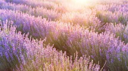 Naklejka na ściany i meble Sunset sky over a violet lavender field in Provence, France. Lavender bushes landscape on evening light.