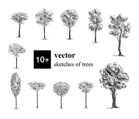 Hand drawn black and white set of 10 different trees, elements for decoration. Vector sketch