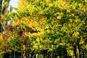 Naklejka premium an autumn trees