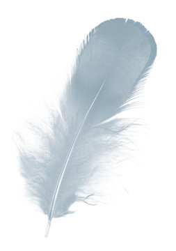 recommend clip art: Beautiful Baby blue colors tone feather isolated on white background
