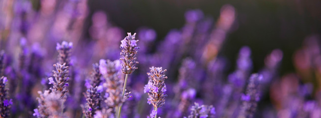 Lavender bushes closeup. The image with blurred and sharpen flowers of lavender. Provence region of...