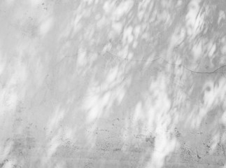shadow of the leaves on a white wall