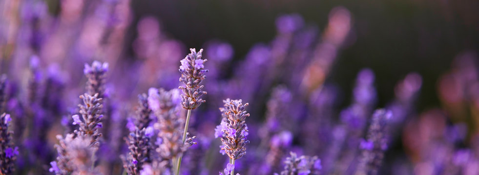 Lavender bushes closeup. The image with blurred and sharpen flowers of lavender. Provence region of france.