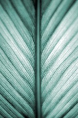 beautiful leaf texture background-closeup