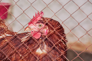 Important rooster with red scallop behind iron grill at the zoo.