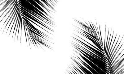 beautiful palms leaf